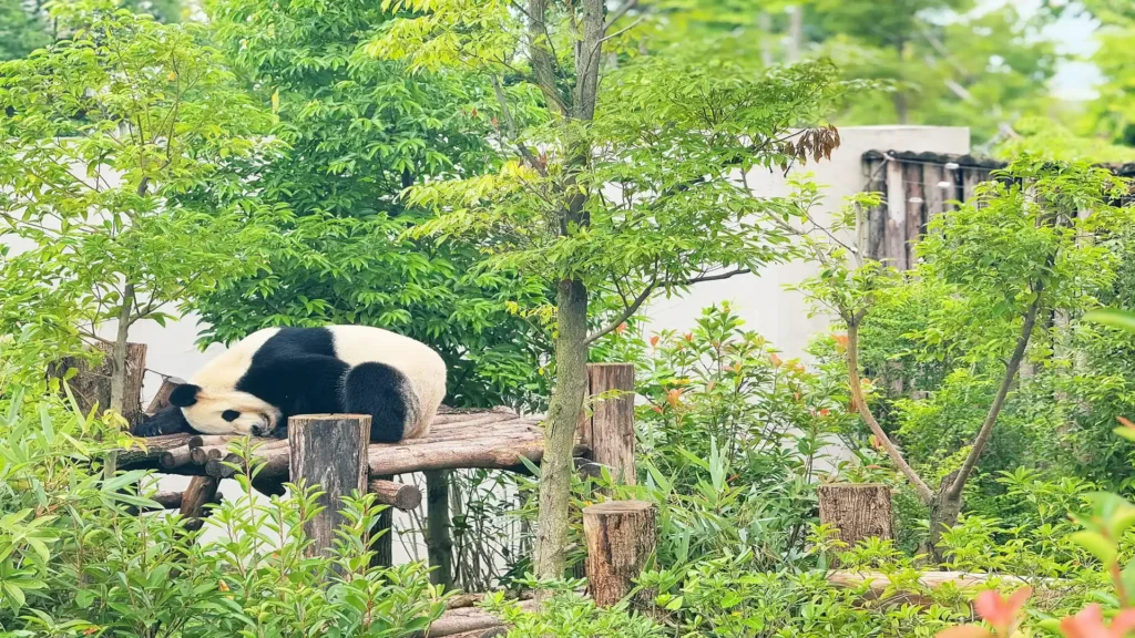 Private guide at Chengdu