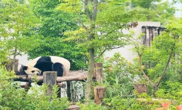 Private guide at Chengdu