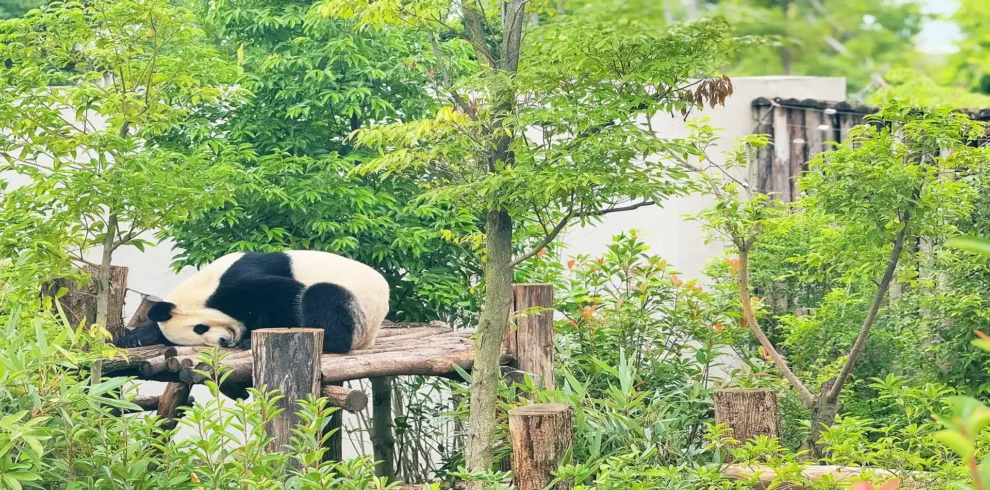 Private guide at Chengdu