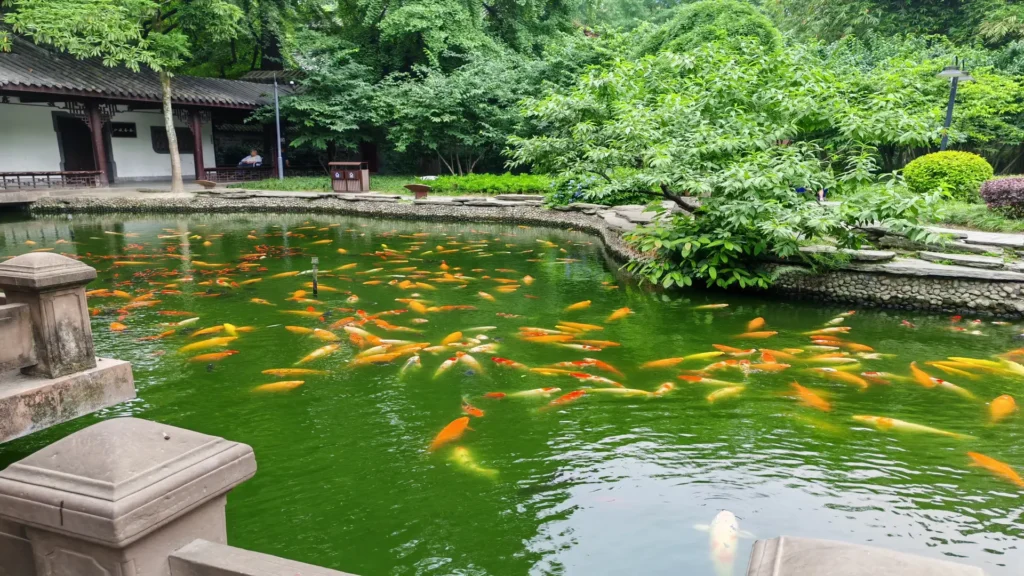 Private guide at Chengdu People's Park