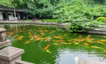 Private guide at Chengdu People's Park