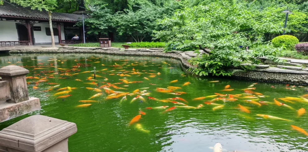 Private guide at Chengdu People's Park