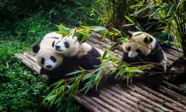 Private guide observing giant panda in natural habitat in Chengdu