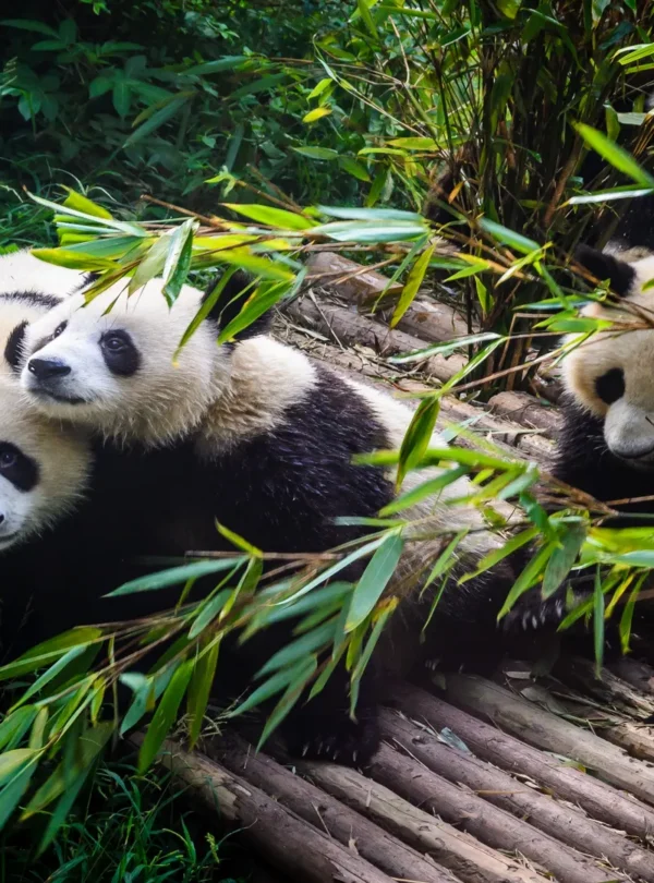 Private guide observing giant panda in natural habitat in Chengdu