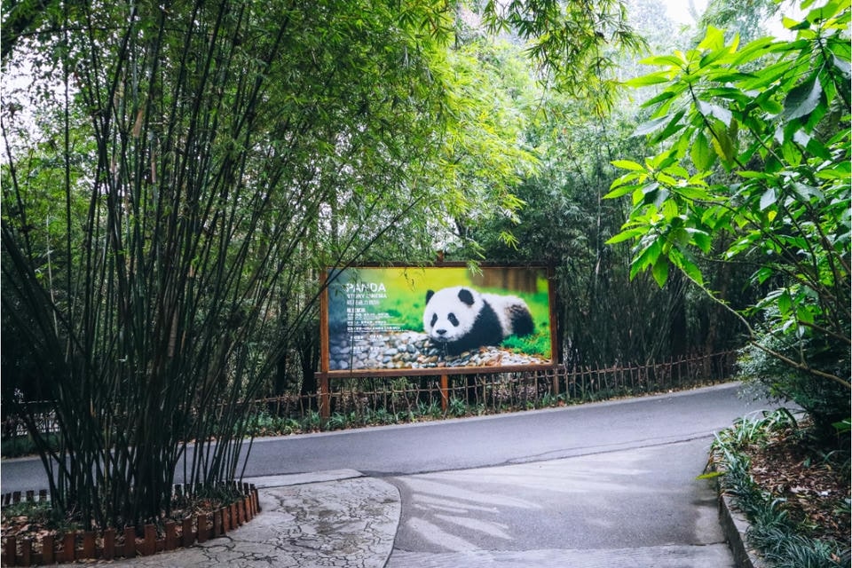 Private guide at the Panda Base