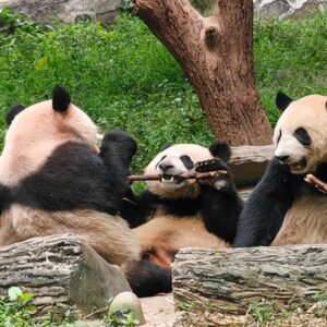 Private guide at Giant Pandas Eating Bamboo