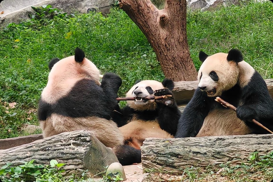 Private guide at Giant Pandas Eating Bamboo