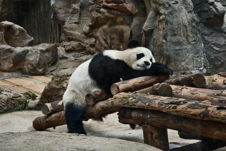 Private guide at Giant pandas at Beijing Zoo