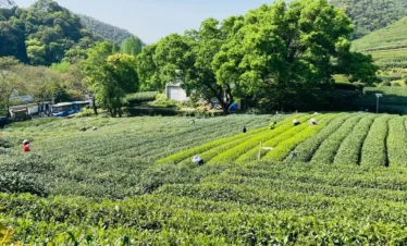 Private guide at Longjing Tea Fields