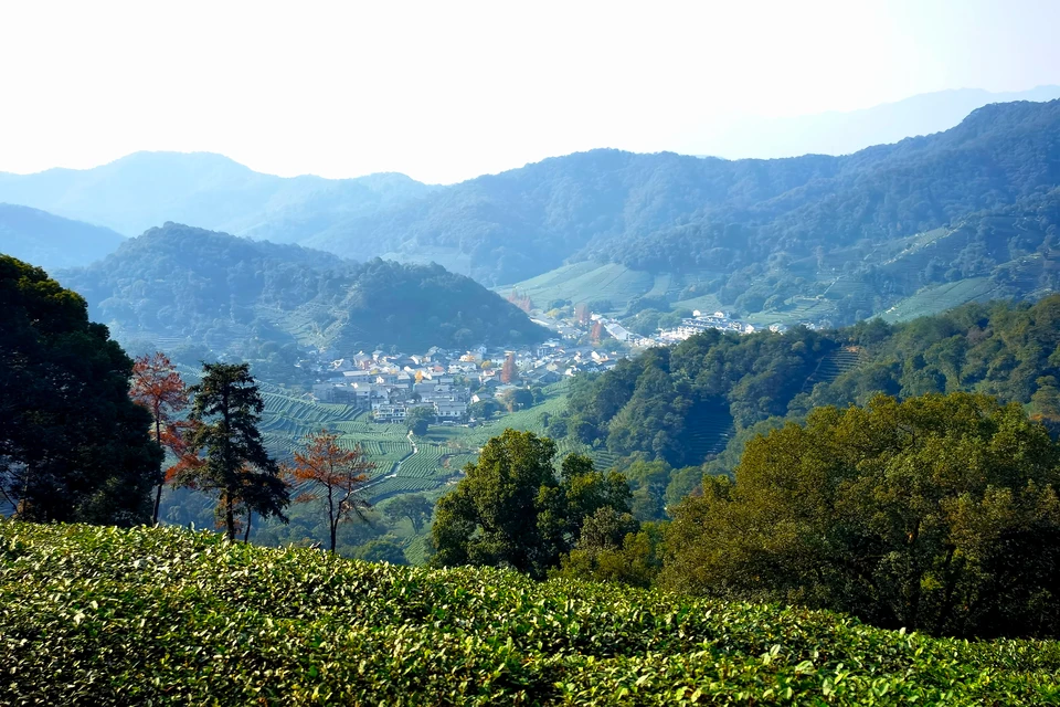 Private guide exploring Longjing tea culture and plantations in Hangzhou