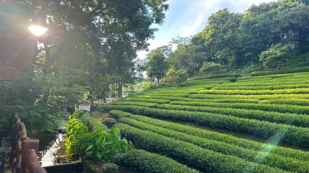 Private guide at Longwu Tea Villages Hangzhou