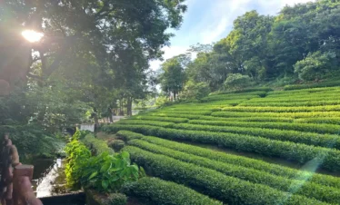 Private guide at Longwu Tea Villages Hangzhou