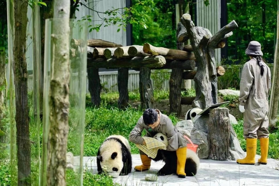 Private guide at Chengdu Research Base of Giant Panda Breeding