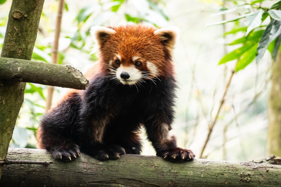 Private guide at Red Pandas