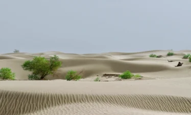 Private guide exploring Taklamakan desert dunes