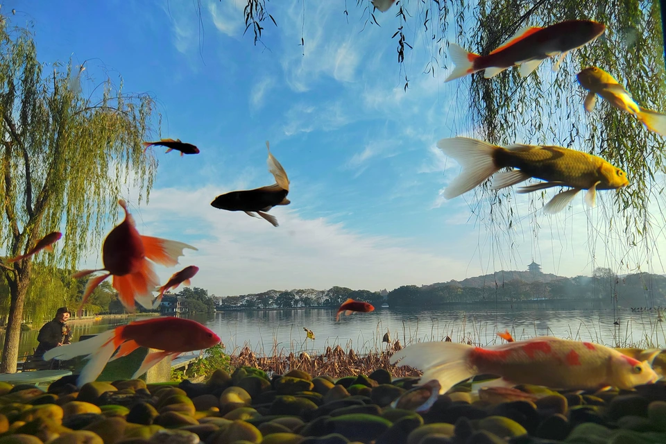 Private guide at Flower Harbor viewing fish scenic spot