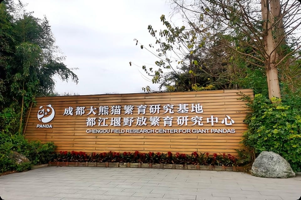 Private guide at Volunteer style panda care program