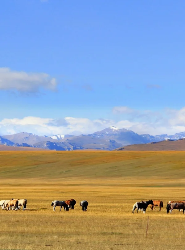 Private guide at ili xinjiang