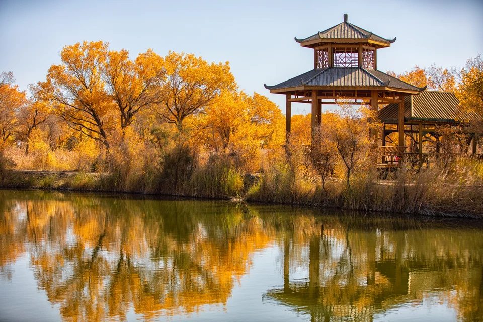Golden poplar forest landscape in Zepu Xinjiang during autumn season