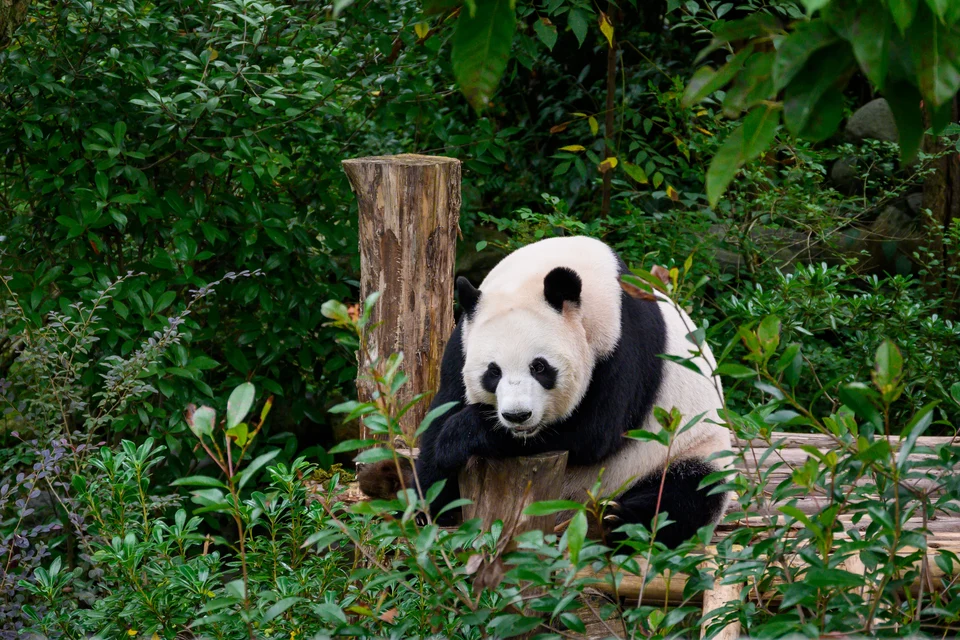 Chengdu giant pandas and Sichuan cultural experiences including tea houses and heritage sites.