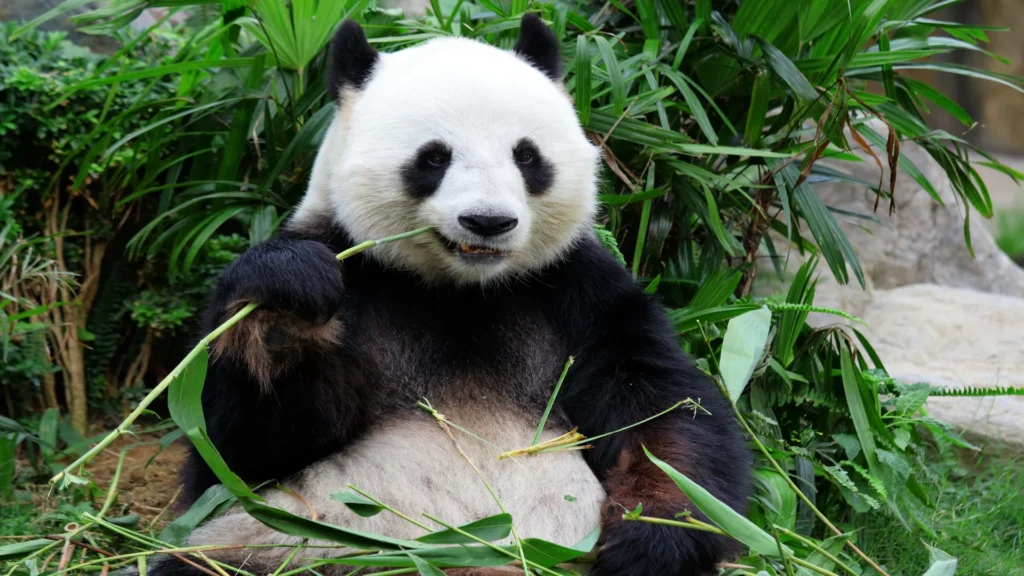 Giant panda in Sichuan with lush mountain scenery representing the Panda Kingdom journey.