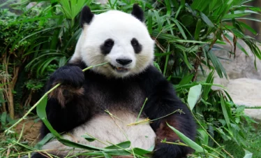Giant panda in Sichuan with lush mountain scenery representing the Panda Kingdom journey.