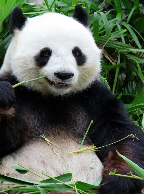 Giant panda in Sichuan with lush mountain scenery representing the Panda Kingdom journey.