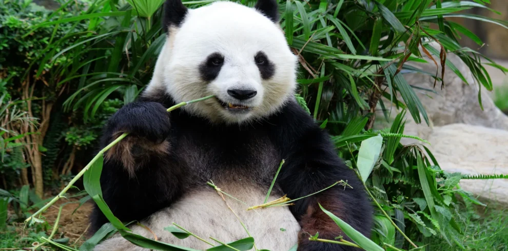 Giant panda in Sichuan with lush mountain scenery representing the Panda Kingdom journey.