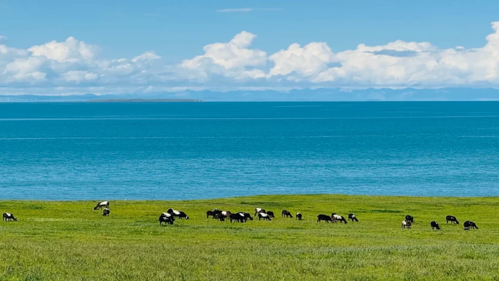 Summer scenery at Qinghai Lake in China